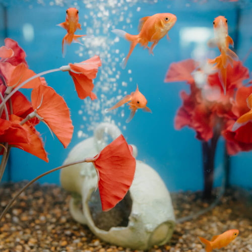 Picture of orange goldfish swimming in a tank
