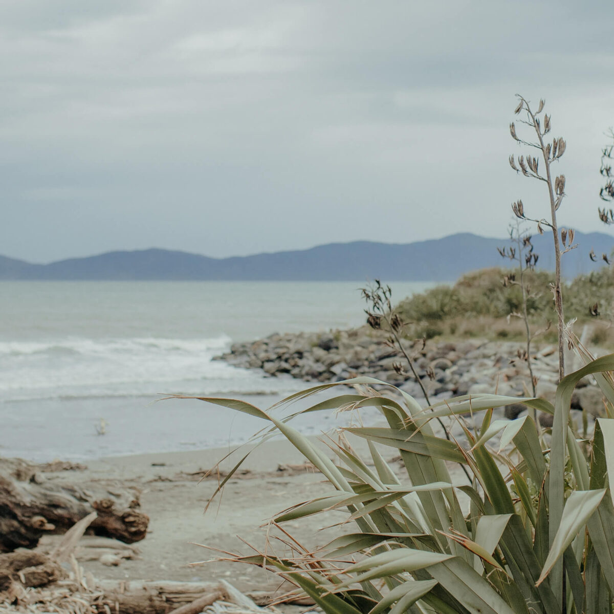 Picture of beach taken from behind a flax tree