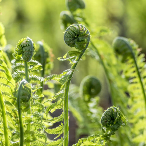 Picture of green koru ferns