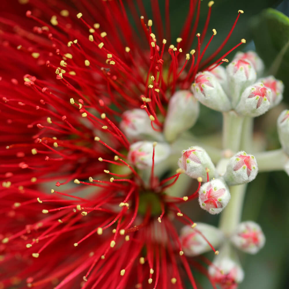 Picture of close up pohutukawa flower